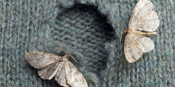 Vêtements en laine troués : comment traiter les mites ? - Lilinappy